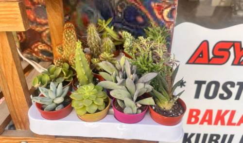 Sukulentler, hediye arayanların yeni gözdesi oldu
