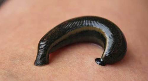 Sülüklerin Sağlık Üzerindeki Önemi ve Yararları