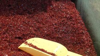 Sumakta Talep Patlaması Yaşanıyor
