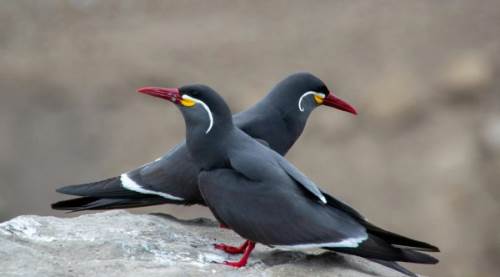 Sumru Ne Demek? Zarif Bir Kelimenin Anlam Yolculuğu