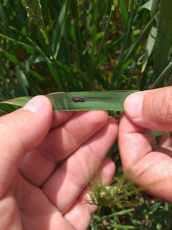 Süne İle Mücadele Çalışmaları Hasat Zamanına Kadar Devam Edecek
