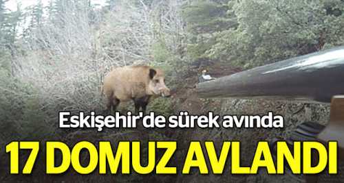 Sürek avında 17 yaban domuzu avlandı