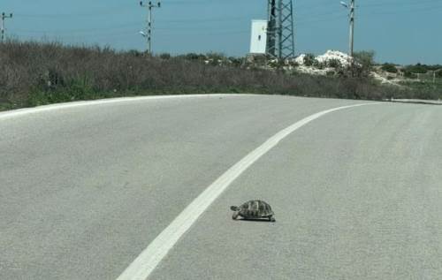 Sürücüler dikkat! Her an karşınıza çıkabilir