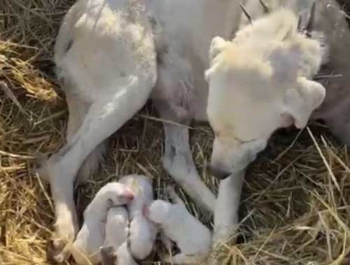 Sürünün ortasında dünyaya geldiler: Akbaşın 4 yavrusu böyle görüntülendi