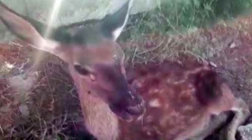 Susuzluktan ölmek üzereydi, son anda kurtarıldı!