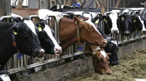 SÜT FİYATI HAYVANCILIĞI BİTİRDİ