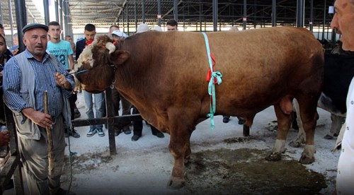 Tam 1 ton 600 kilogram