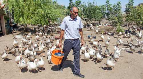 Tanesi 150-200 TL talebe yetişemiyor