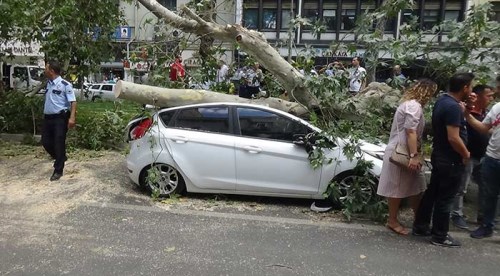 Tarihi çınar aracın üstüne devrildi