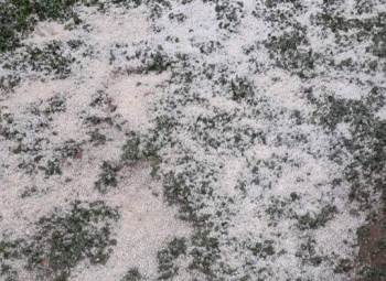 Tarım Alanlarında Dolu Zararı
