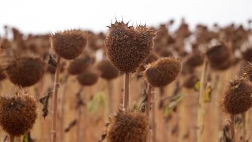 Tarımsal kuraklık tehdidine karşı anıza tavsiyesi