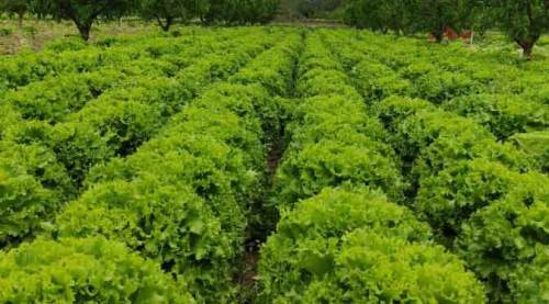 Tarlada 2 lira ama tezgahtaki fiyatı şok ediyor!