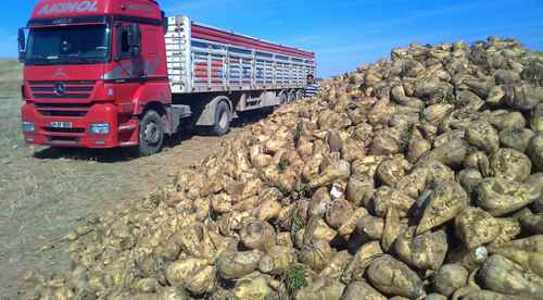 Tarladan 15 ton pancarı çaldılar