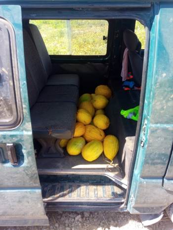 Tarladan Kavun Çalarken Suç Üstü Yakalandı
