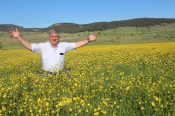 Tarlalarda Açan Sarı Çiçekler Görsel Şölen Oluşturdu
