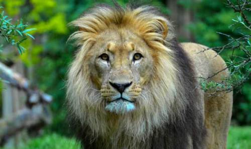 Tasavvufta Rüyada Aslan Görmek: Anlamı ve Yorumu