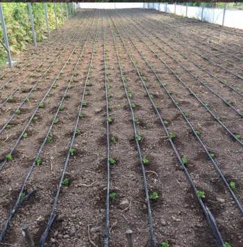 Tavşanlı Çiftçisi, Destekler Konusunda Bilgilendirildi
