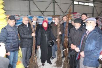 Tavşanlı’Da 115 Üreticiye 6 Bin 400 Ceviz Fidanı
