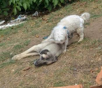 Tavşanlı’Da 2 Köpek, 1 Tilki Ve 1 Kirpinin Ölümü İnceleniyor
