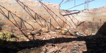 Tavşanlı’Da Ahırda Çıkan Yangında 47 Koyun Telef Oldu
