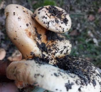 Tavşanlı’Da Aynı Kökten Büyüyen 3’Lü Melki Şaşırttı
