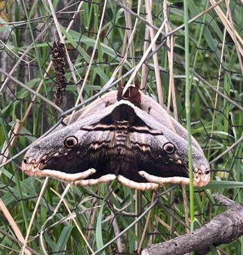 Tavşanlı’Da Dev Kelebekler Görüldü

