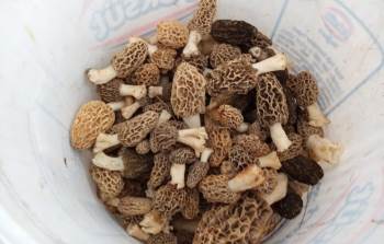 Tavşanlı’Da Kuzugöbeği" Mantarı Sezonu Açıldı
