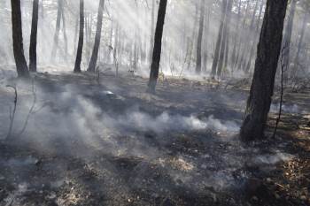 Tavşanlı’Da Orman Yangını
