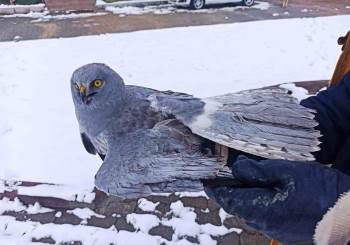 Tavşanlı’Da Yaralı Bulunan Gökçe Delice Kuşu Tedavi Edilecek
