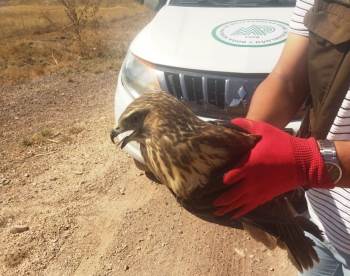 Tavşanlı’Da Yaralı Halde Bulunan Şahin Tedavisinin Ardından Doğaya Salınacak
