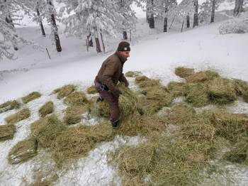 Tavşanlı Dkmp Şefliği’Nden Yaban Hayvanlarını Yemleme Çalışması
