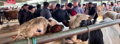 Tavşanlı hayvan pazarında kurbanlık hareketliliği