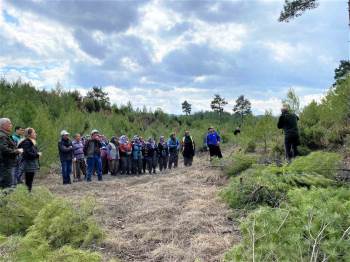 Tavşanlı Kızılçam Ormanlarında Sıklık Bakım Çalışmaları
