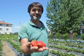 Tavşanlı’Nın Kuruçay Beldesinde Çilek Üretimi Yaygınlaşıyor
