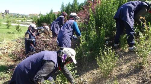 Tavşanlı’nın sıcaklarına meydan okuyan kadın işçileri