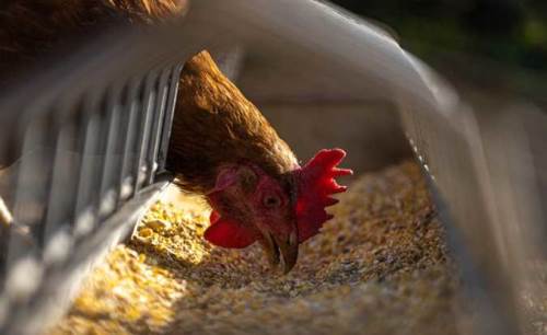 Tavuk eti üretimi arttı, yumurta üretimi geriledi