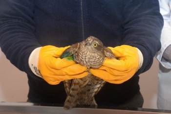 Tedavi Edilen Atmaca Doğaya Salındı
