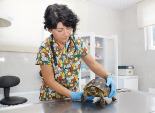 Tedavi edilen kaplumbağalar doğaya bırakıldı