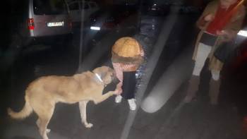 Tedavi Edilip Getirilen Köpek, Mahalle Sakinlerini Patisiyle Selamladı
