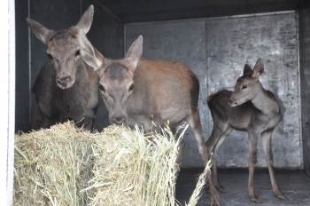 Tedavileri Tamamlanan 3 Kızıl Geyik Yavrusu Üretim Merkezine Gönderildi
