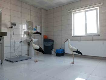 Tedavileri Tamamlanan 3 Leylek Doğaya Salındı
