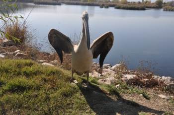 Tedavileri Tamamlanan Kızıl Tilki Ve Pelikan Doğaya Salındı
