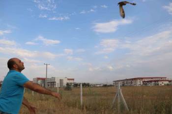 Tedavilerinin Ardından Sağlığına Kavuşan 2 Kulaklı Orman Baykuşu Doğaya Salındı
