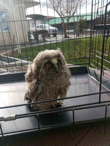 Tedavisi Tamamlanan Baykuş, Doğaya Salındı
