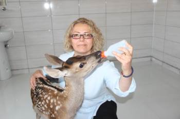 Tedavisi Tamamlanan Minik Geyik Biberonla Besleniyor
