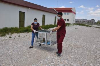 Tedavisi Tamamlanan Tavşan, Kerkenez Ve Baykuş Doğaya Salındı
