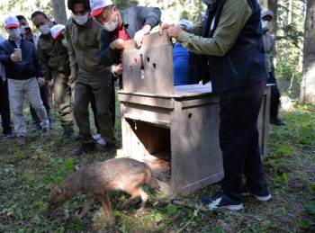 Tedavisi Tamamlanan Yavru Çakalı Vali Şentürk Doğaya Saldı
