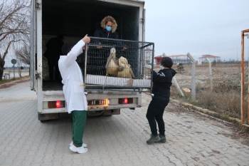 Tedavisi Ve Rehabilitasyonu Tamamlanan 9 Yaban Hayvanı Ormanya Doğal Yaşam Parkına Yolcu Edildi
