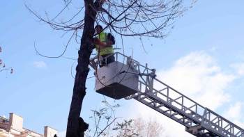 Tehlike Oluşturan Ağaçlar Budandı

