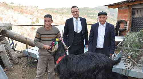 Teke ve keçi verimliliği projesi yüz güldürdü